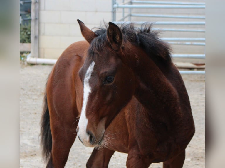 German Riding Pony Mix Mare 2 years 14,2 hh Brown in Waldshut-Tiengen