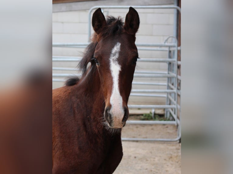 German Riding Pony Mix Mare 2 years 14,2 hh Brown in Waldshut-Tiengen