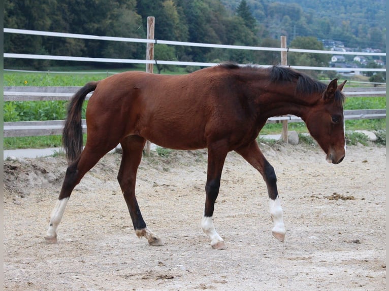 German Riding Pony Mix Mare 2 years 14,2 hh Brown in Waldshut-Tiengen