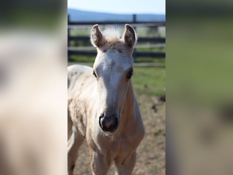 German Riding Pony Mare 2 years 14,2 hh Palomino in Himmelkron