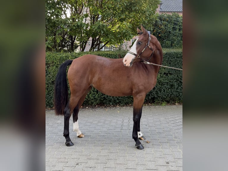 German Riding Pony Mare 2 years 14.3 hh Bay-Dark in Xanten