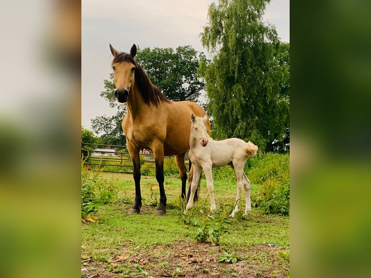 German Riding Pony Mare 2 years 14,3 hh Perlino in Wittingen