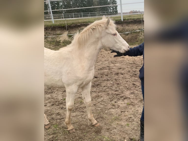 German Riding Pony Mare 2 years 14,3 hh Perlino in Wittingen