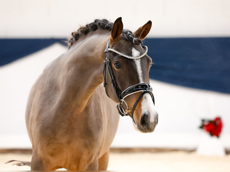 German Riding Pony Mare 2 years 14 hh Brown in Marsberg