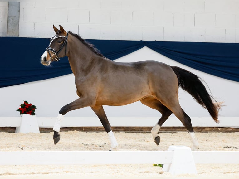 German Riding Pony Mare 2 years 14 hh Brown in Marsberg