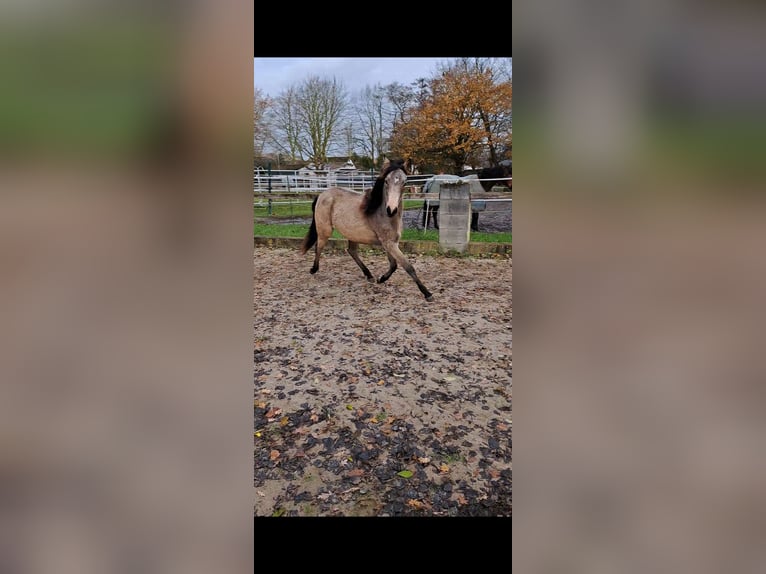 German Riding Pony Mare 2 years 14 hh Buckskin in Geestland