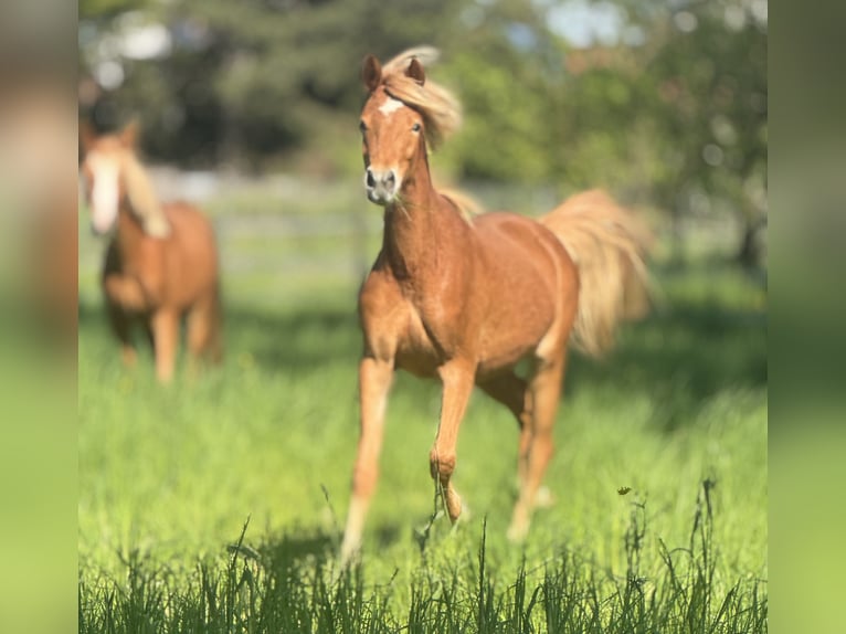 German Riding Pony Mare 2 years 14 hh Chestnut-Red in Essingen