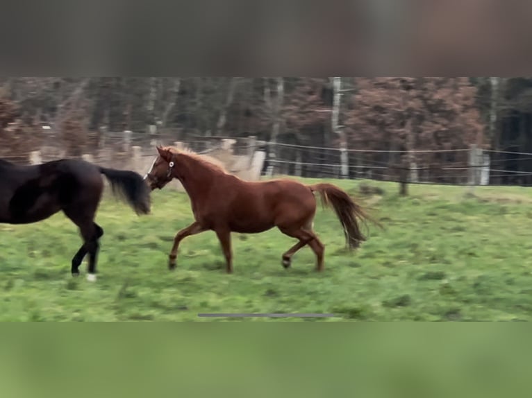 German Riding Pony Mare 2 years 14 hh Chestnut-Red in Langwedel