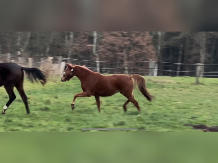 German Riding Pony Mare 2 years 14 hh Chestnut-Red in Langwedel