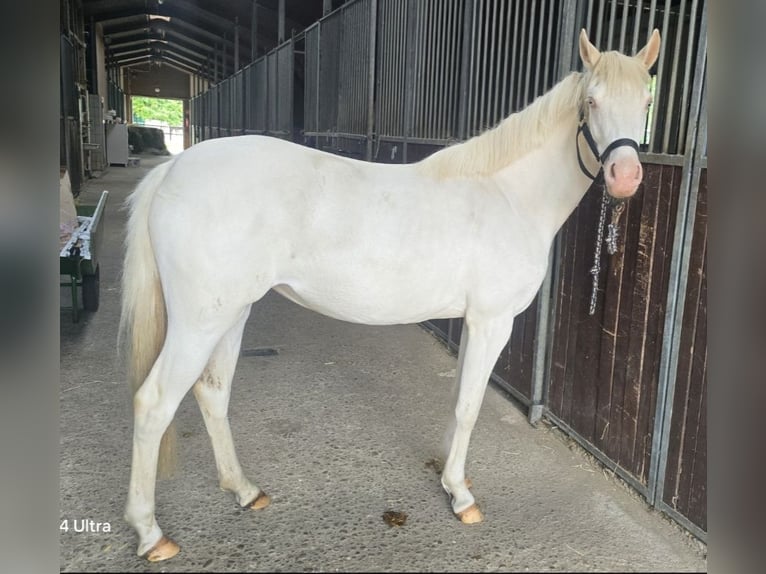 German Riding Pony Mare 2 years 14 hh Cremello in Weilerswist