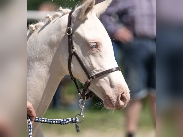 German Riding Pony Mare 2 years 14 hh Cremello in Weilerswist