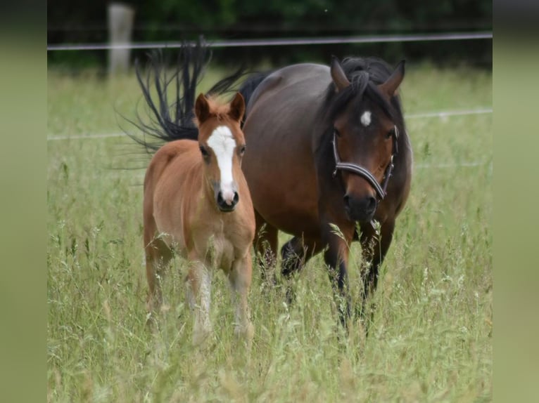 German Riding Pony Mare 2 years 14 hh in Suhlendorf