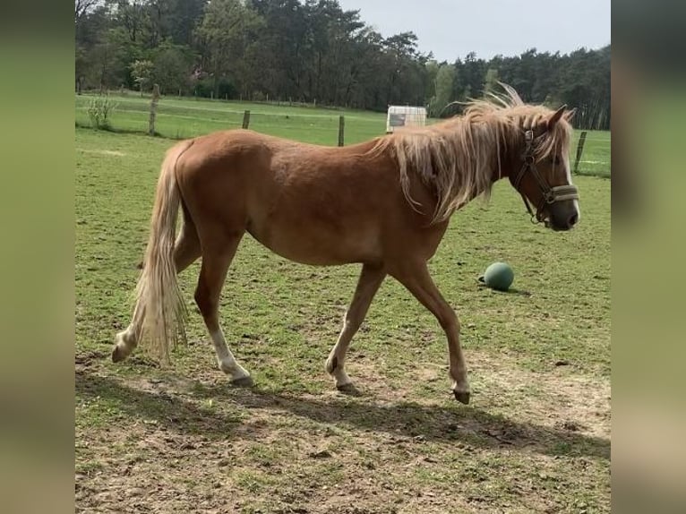 German Riding Pony Mare 2 years 14 hh in Suhlendorf