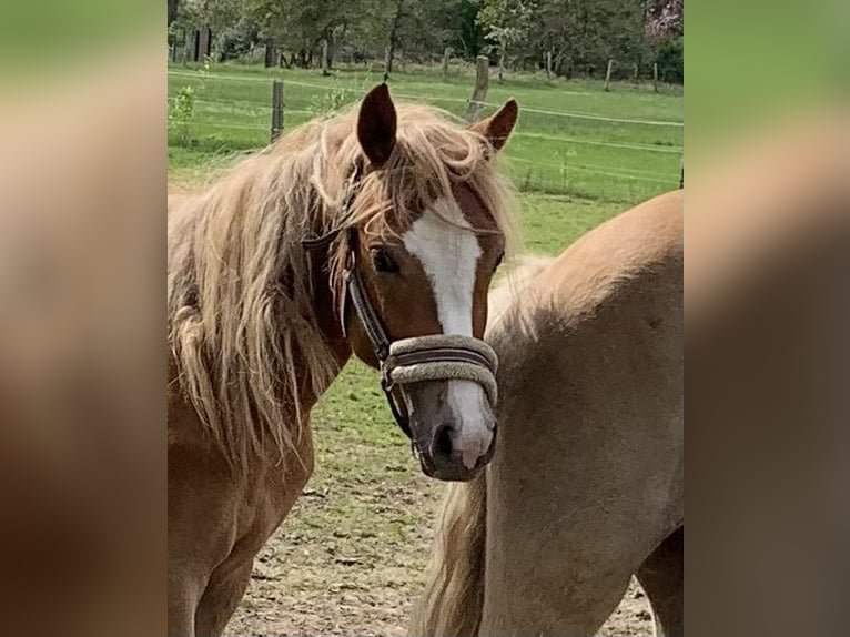 German Riding Pony Mare 2 years 14 hh in Suhlendorf