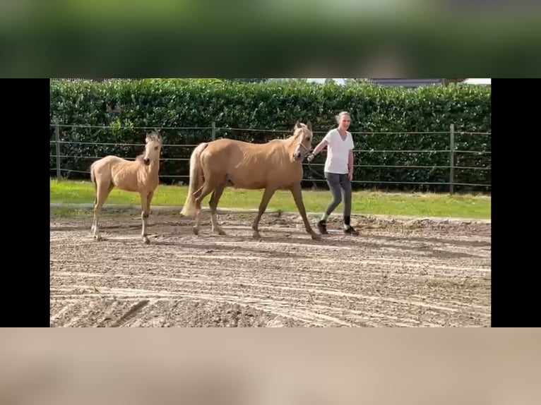 German Riding Pony Mare 2 years 14 hh in BROCKUM