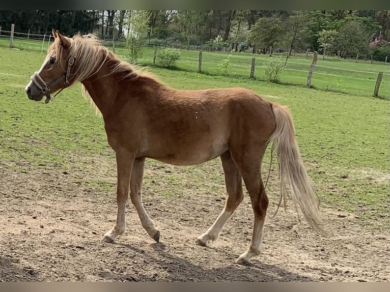 German Riding Pony Mare 2 years 14 hh Palomino in Suhlendorf