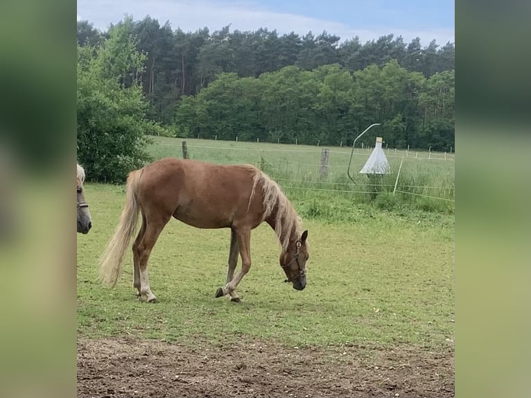 German Riding Pony Mare 2 years 14 hh Palomino in Suhlendorf