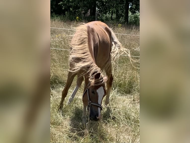 German Riding Pony Mare 2 years 14 hh Palomino in Suhlendorf