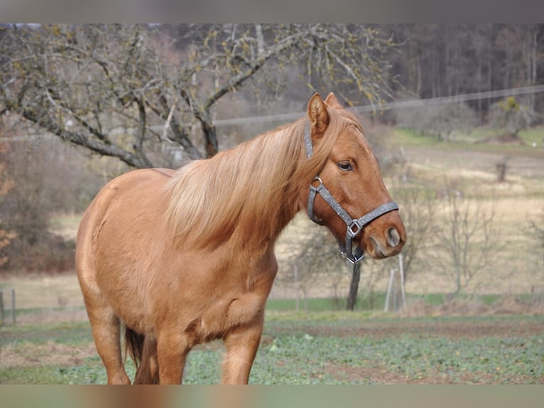 German Riding Pony Mare 2 years 14 hh Red Dun in Haibach