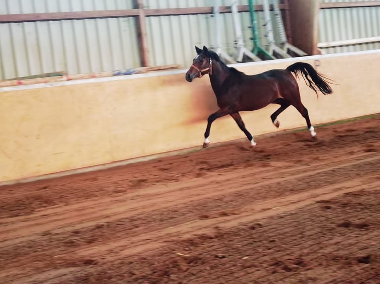 German Riding Pony Mare 2 years 14,1 hh Brown in Frankenberg (Eder)