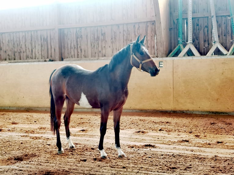 German Riding Pony Mare 2 years 14,1 hh Brown in Frankenberg (Eder)