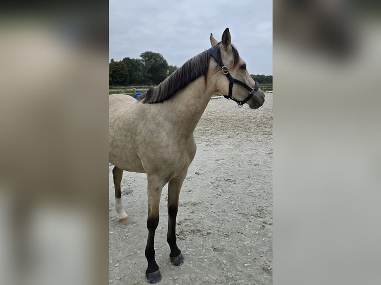 German Riding Pony Mare 2 years 14,1 hh Buckskin in Weilerswist