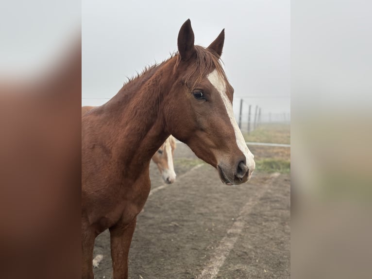 German Riding Pony Mare 2 years 14,1 hh Chestnut in Steyr