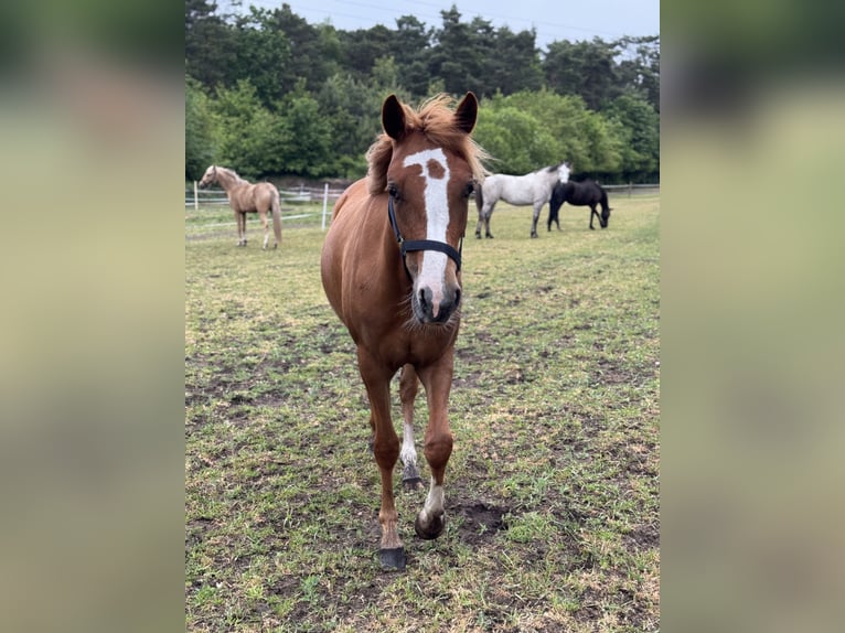 German Riding Pony Mare 2 years 14,1 hh Sorrel in Hassendorf