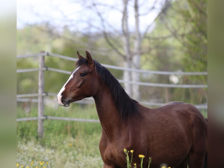 German Riding Pony Mix Mare 2 years 14,2 hh Brown in Waldshut-Tiengen