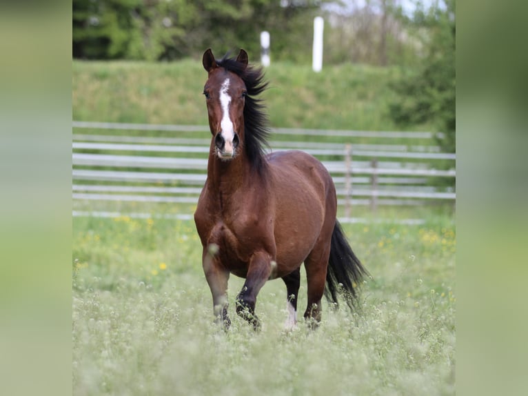 German Riding Pony Mix Mare 2 years 14,2 hh Brown in Waldshut-Tiengen