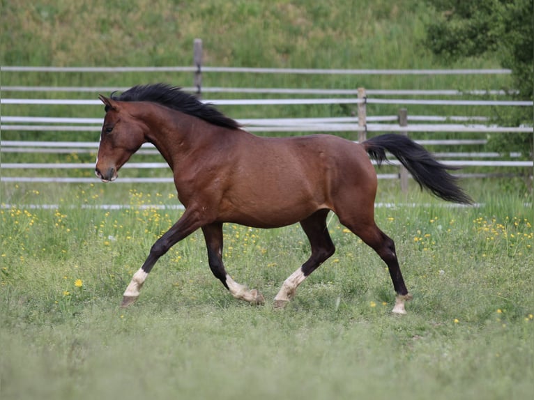 German Riding Pony Mix Mare 2 years 14,2 hh Brown in Waldshut-Tiengen