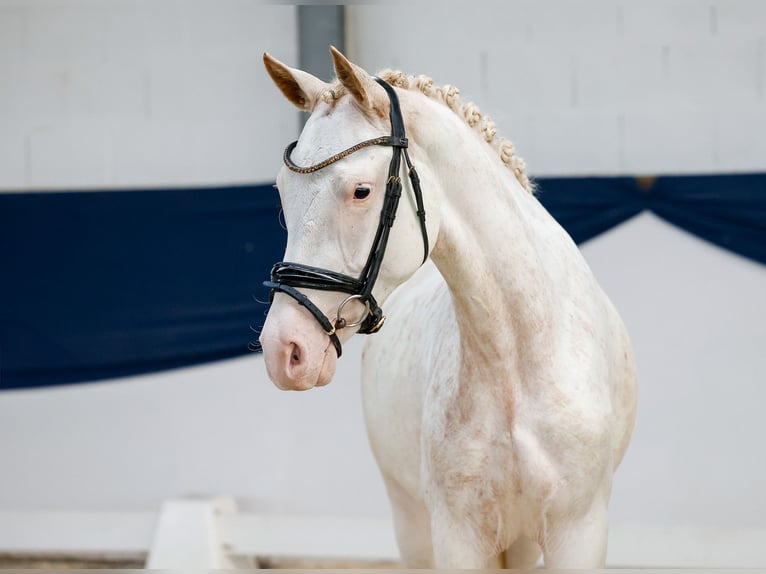 German Riding Pony Mare 2 years 14,2 hh Chestnut-Red in Marsberg