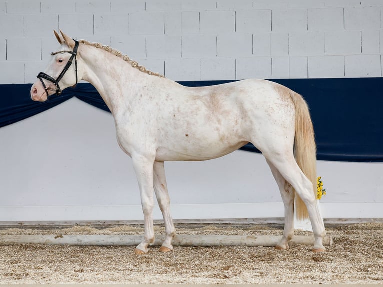 German Riding Pony Mare 2 years 14,2 hh Chestnut-Red in Marsberg