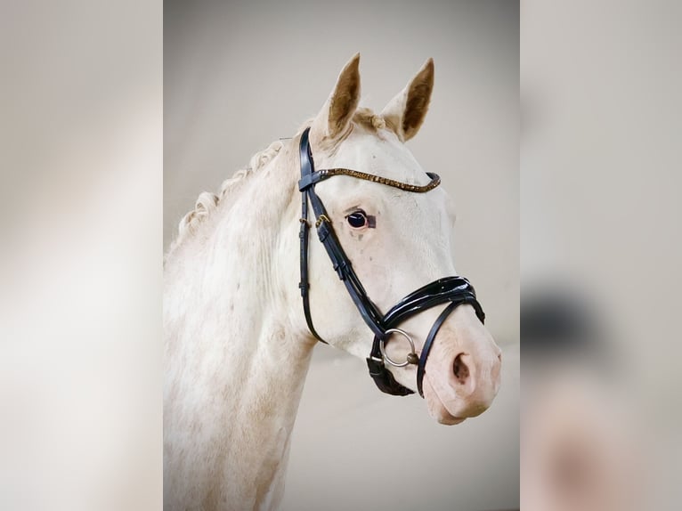 German Riding Pony Mare 2 years 14,2 hh Chestnut-Red in Marsberg