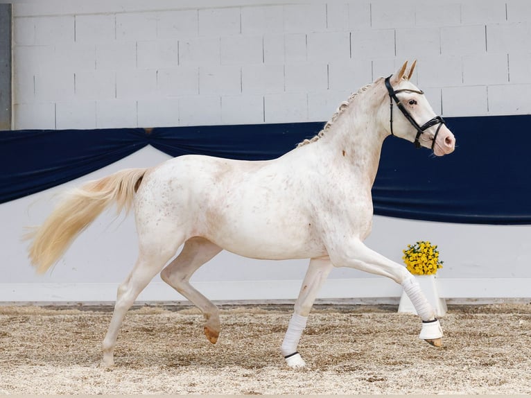 German Riding Pony Mare 2 years 14,2 hh Chestnut-Red in Marsberg
