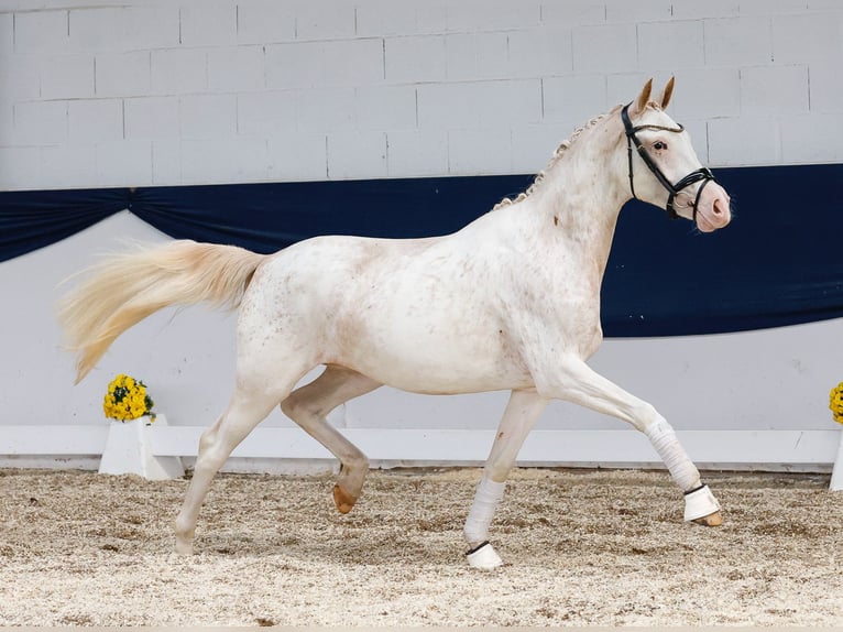 German Riding Pony Mare 2 years 14,2 hh Chestnut-Red in Marsberg