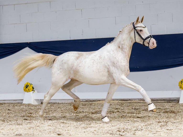 German Riding Pony Mare 2 years 14,2 hh Chestnut-Red in Marsberg