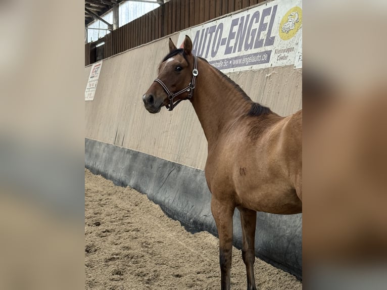 German Riding Pony Mare 2 years 14,3 hh Buckskin in WegelebenWegeleben