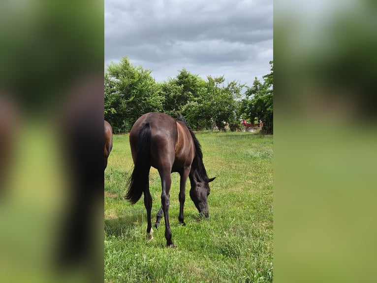 German Riding Pony Mix Mare 2 years 15.2 hh Smoky-Black in Greifswald