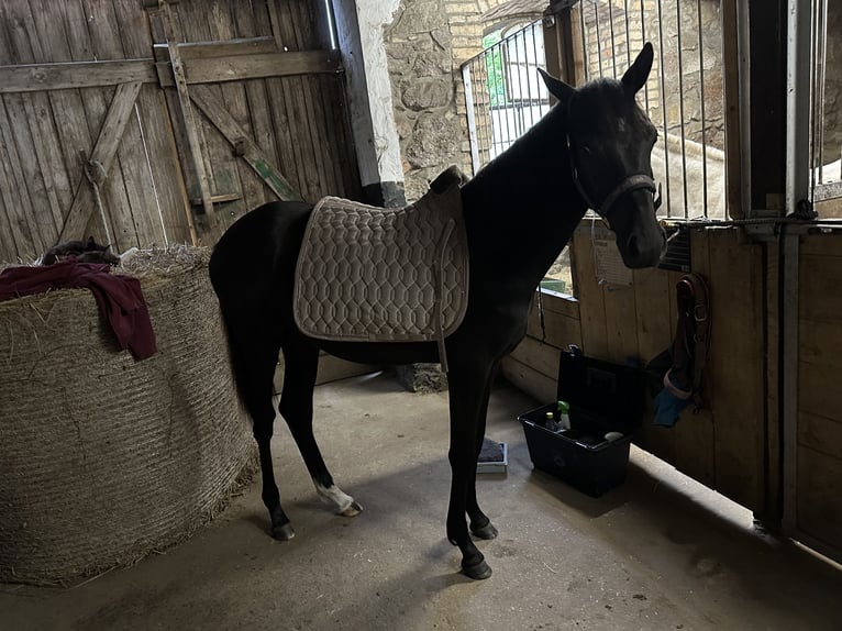 German Riding Pony Mix Mare 2 years 15.2 hh Smoky-Black in Greifswald