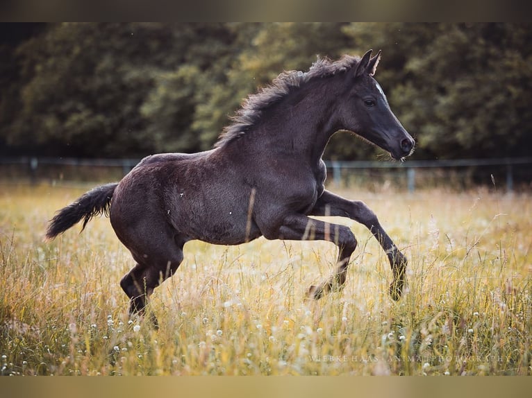 German Riding Pony Mix Mare 2 years 15.2 hh Smoky-Black in Greifswald