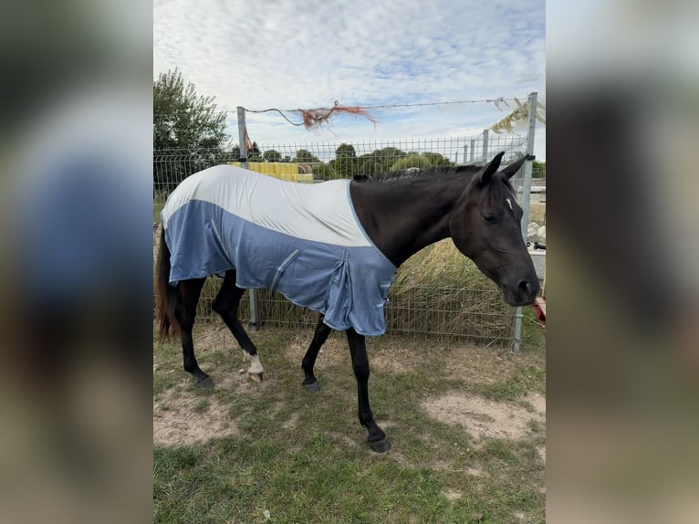German Riding Pony Mix Mare 2 years 15.2 hh Smoky-Black in Greifswald