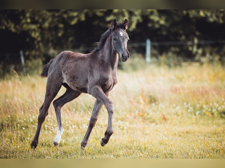 German Riding Pony Mix Mare 2 years 15.2 hh Smoky-Black in Greifswald