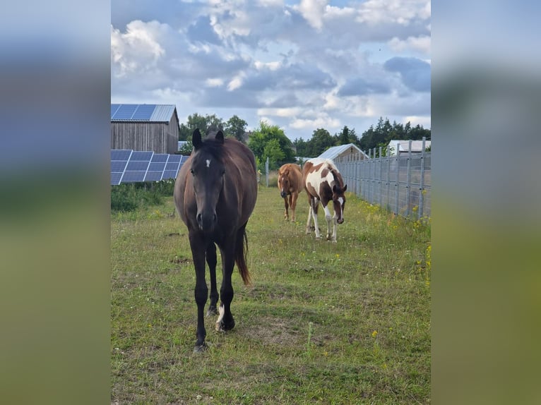 German Riding Pony Mix Mare 2 years 15.2 hh Smoky-Black in Greifswald