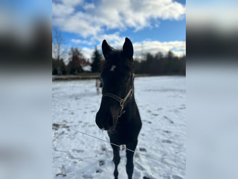 German Riding Pony Mix Mare 2 years 15.2 hh Smoky-Black in Greifswald