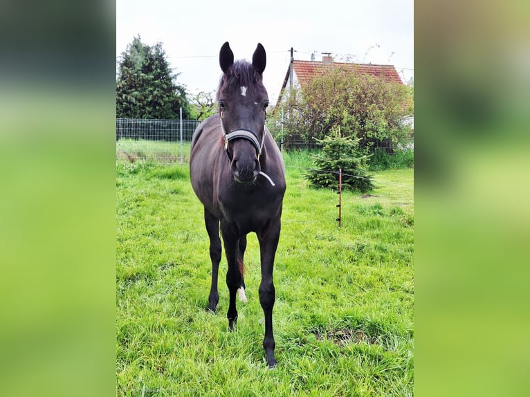 German Riding Pony Mix Mare 2 years 15.2 hh Smoky-Black in Greifswald
