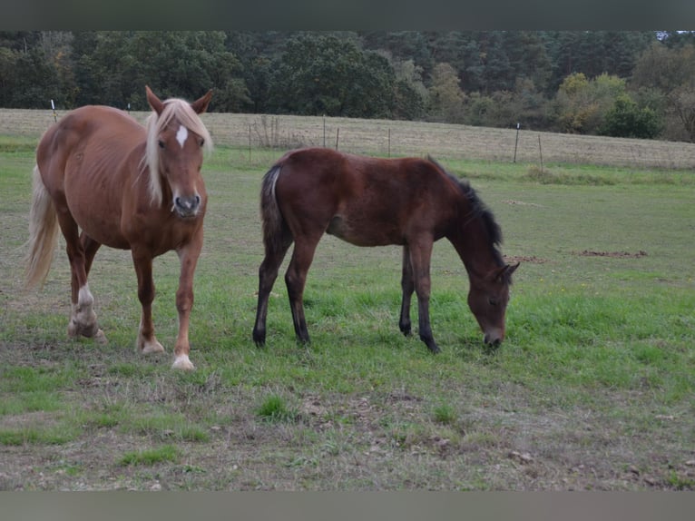 German Riding Pony Mare 2 years Brown in Klein Vielen