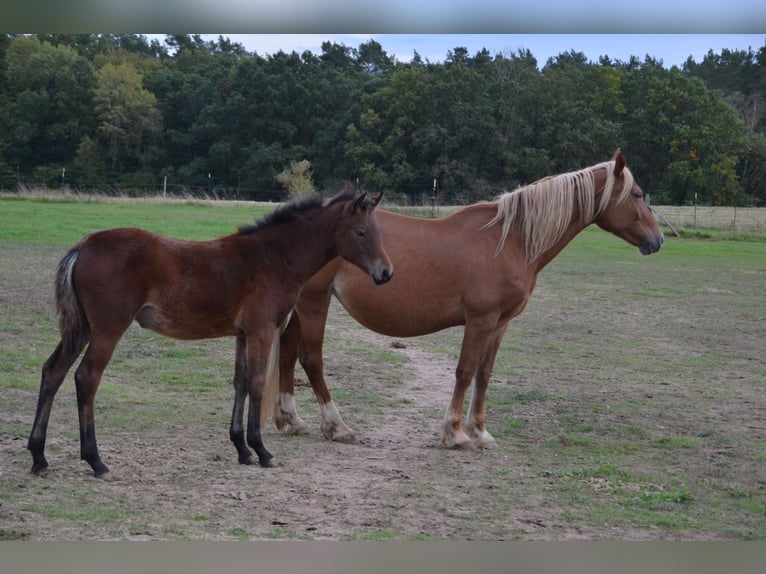 German Riding Pony Mare 2 years Brown in Klein Vielen