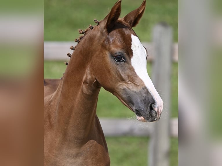 German Riding Pony Mare 2 years Chestnut-Red in Bad Endorf