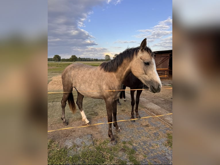 German Riding Pony Mare 2 years in Adelheidsdorf